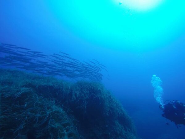 Ferro di Cavallo